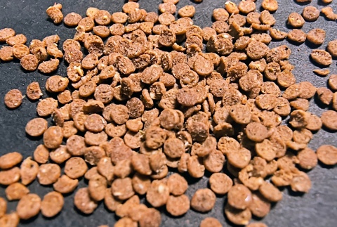 Zestaw pokarmów dla pielęgnic i ryb tropikalnych Granulki wolnoopadające